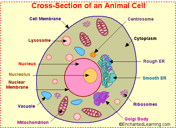 Biology Is Amazing: Cell structures