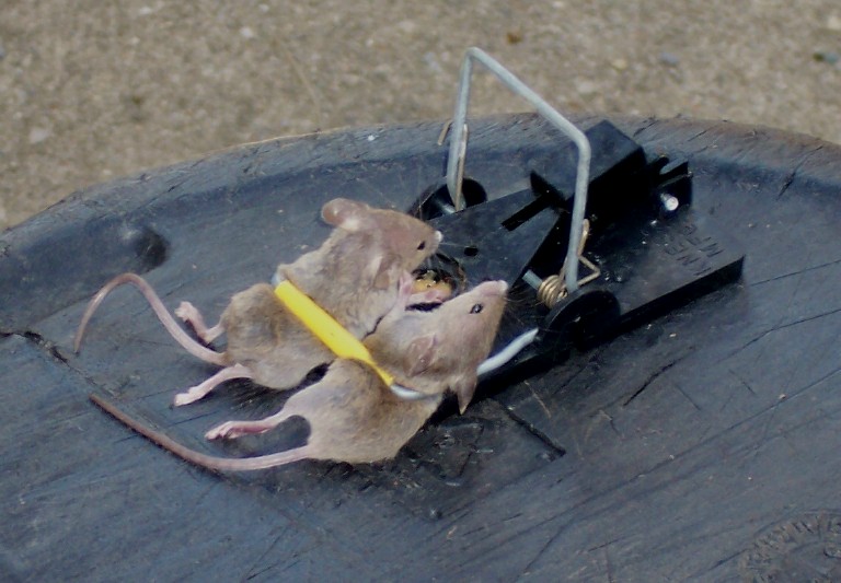 How to trap mice outside,to get rid of yellow jackets,jml pest shield does ...