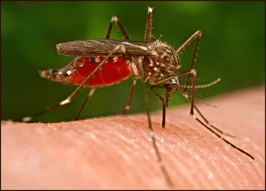 [mosquito_malaria.jpg.png]