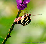 Favourite Clicks