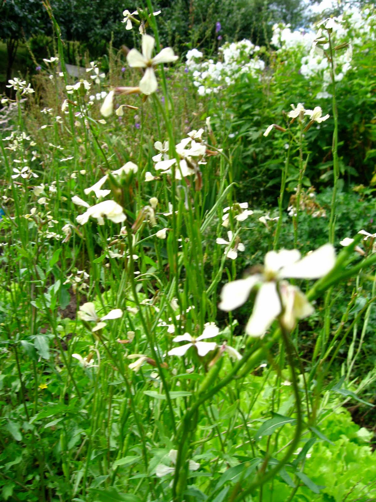 weird vegetables Edible Flowers