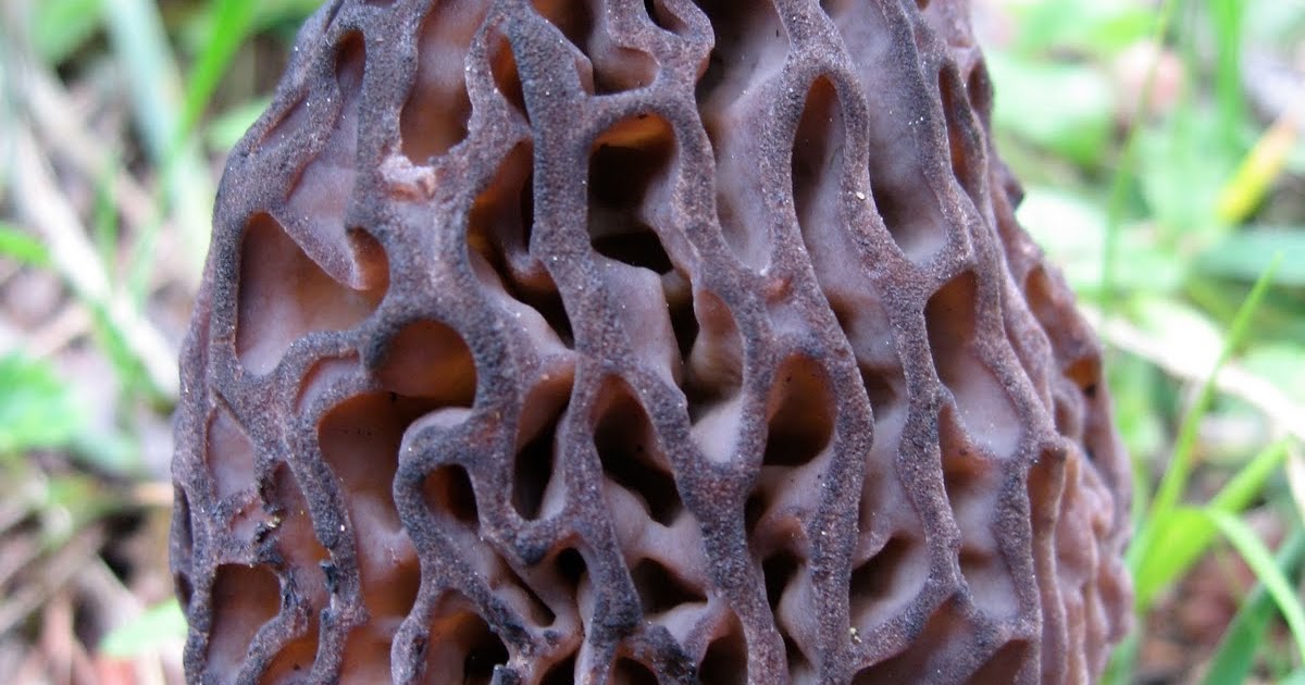 weird vegetables The Morel of the Story