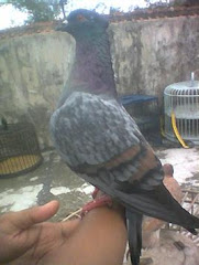 Merpati Merpati