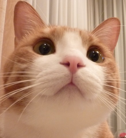 Why Cat Boxes Are Bad For People With Hiv Why Cat Boxes Are Bad For People With Hiv