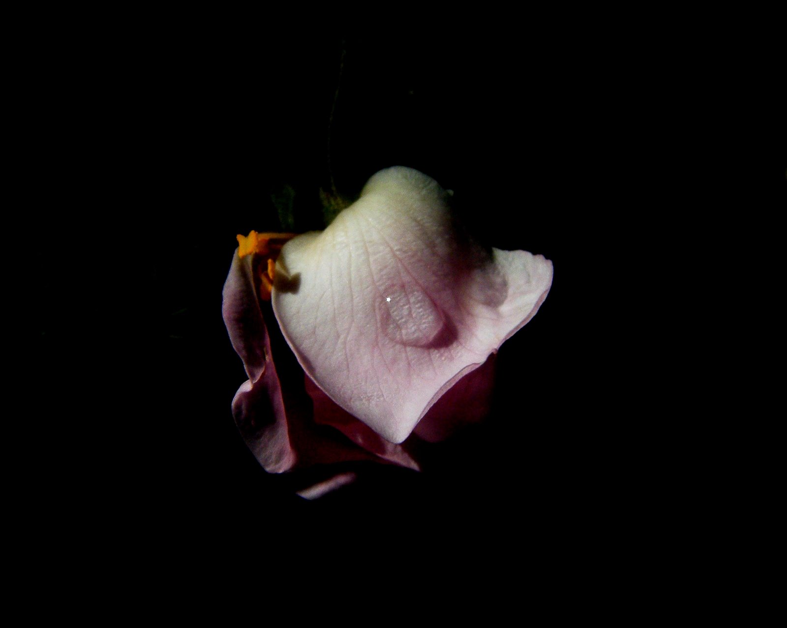 [rosa.JPG]
