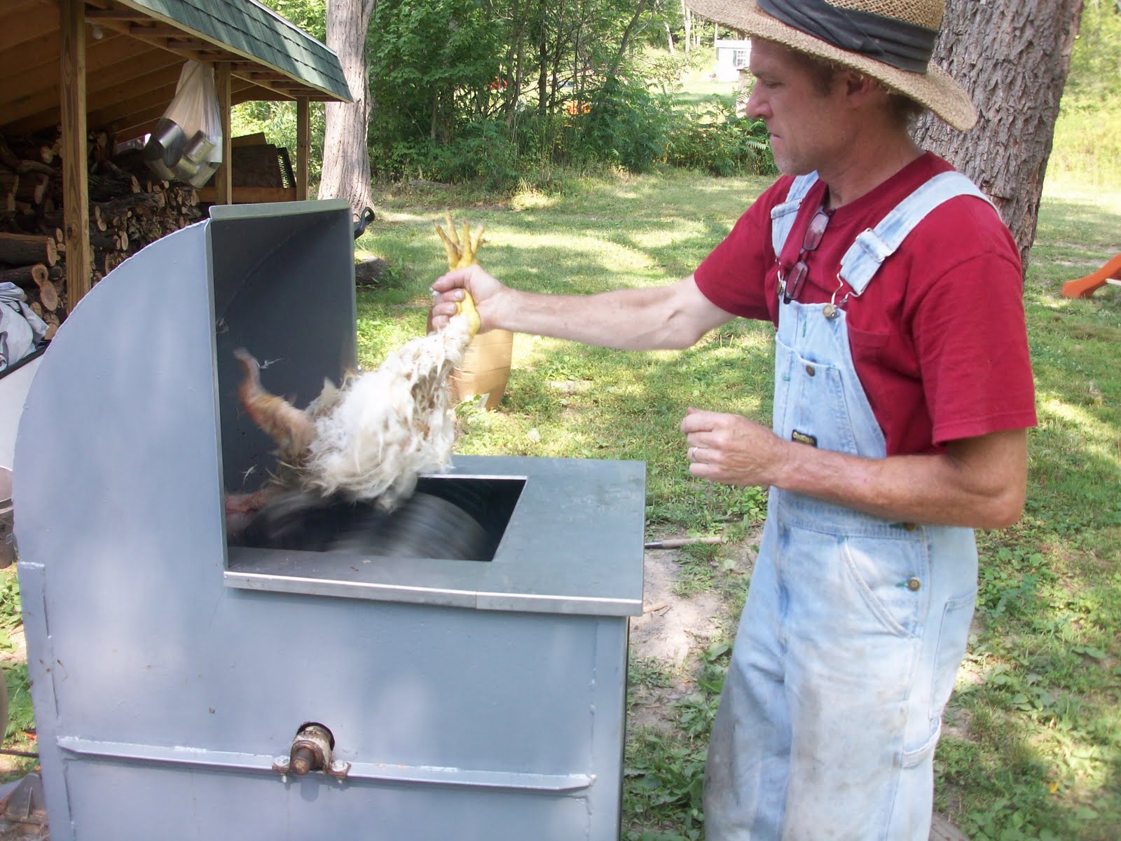 life's little adventures the amazing chicken factory!