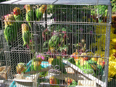 caged love birds