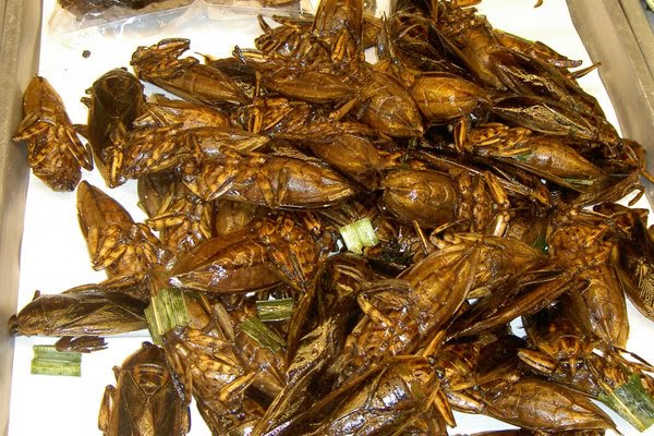 5 MAKANAN ANEH DI DUNIA