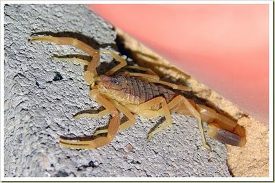 Death Stalker Scorpion (Kalajengking Death Stalker) - 10 Jenis Hewan Yang Sangat Mematikan - www.simbya.blogspot.com