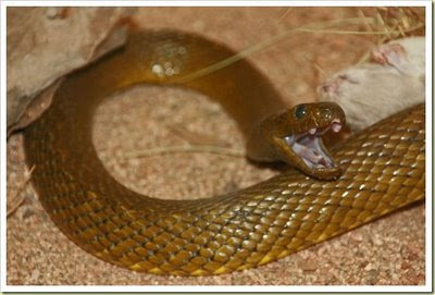 Inland Taipan Snake (Ular Inland Taipan) - 10 Jenis Hewan Yang Sangat Mematikan - www.simbya.blogspot.com