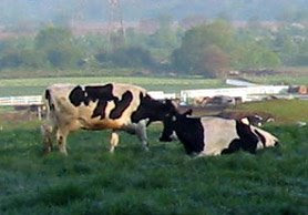 New Jersey milk cows food fuel