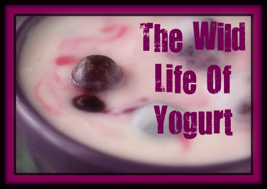 The Wild Life Of Yogurt