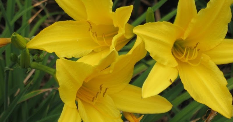 Medellín Re Vista: Flor de lis (Medellín, Colombia)