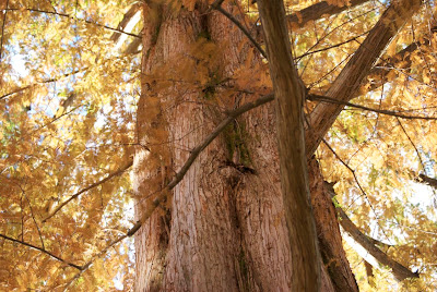 Flower Hill Farm: A Connection to Trees in a New England 'Landscape Garden'