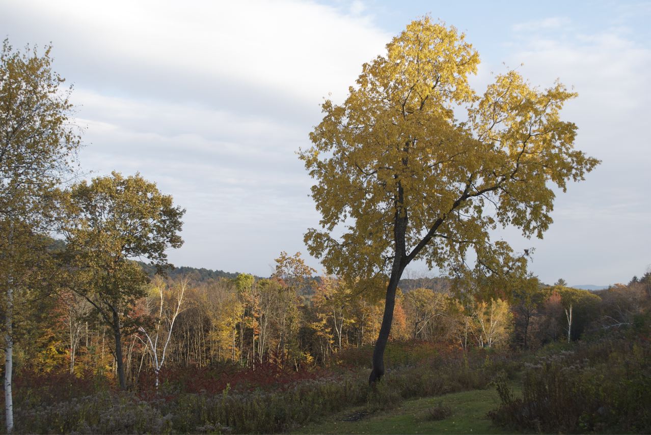 Flower Hill Farm A Connection to Trees in a New England 'Landscape Garden'