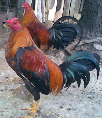 dos gallos similares que muestran su linea y su raza