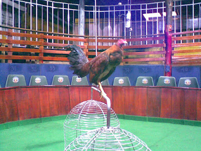 gallera criadero de los zorro en colombia lugar de encuentros