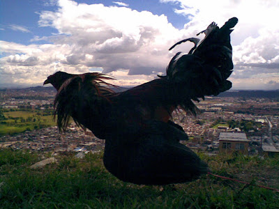 gallo de pelea en las montañas colombianas con muy buen plumaje