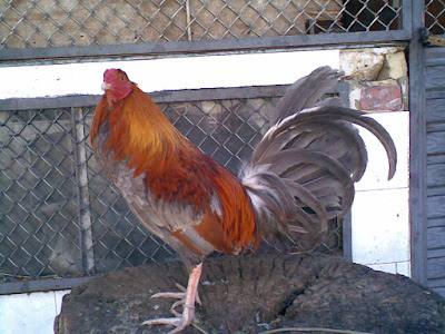 imagen o foto de un gallo fino recien descrestado para jugar