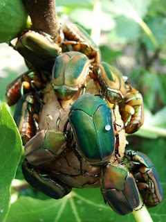 fig beetle cotinis morningramble june green mutabilis