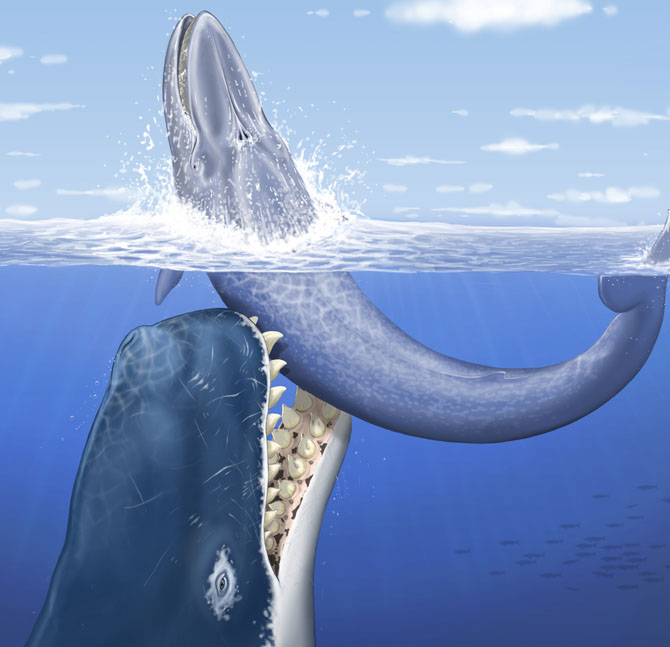 All Whale Species