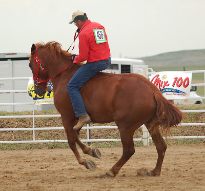 reining with a draft horse reining with a draft horse