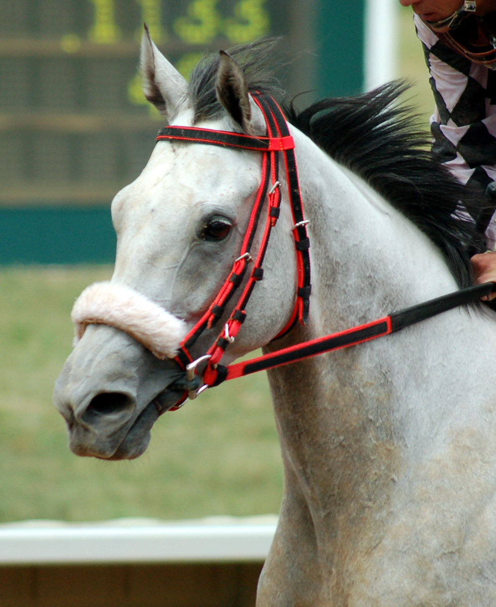 List 95+ Pictures Different Types Of Bridles With Pictures Excellent