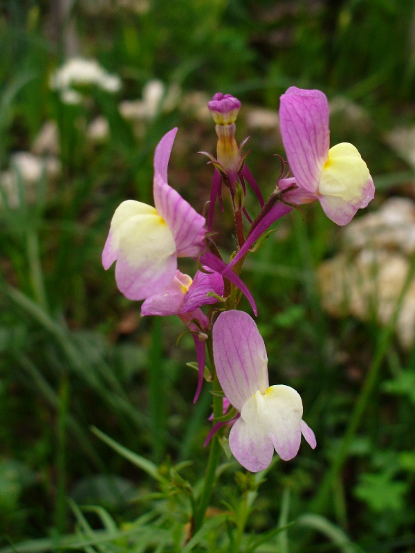 [linaria2.JPG]