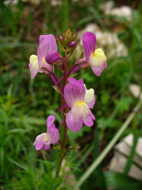 [linaria3.JPG]