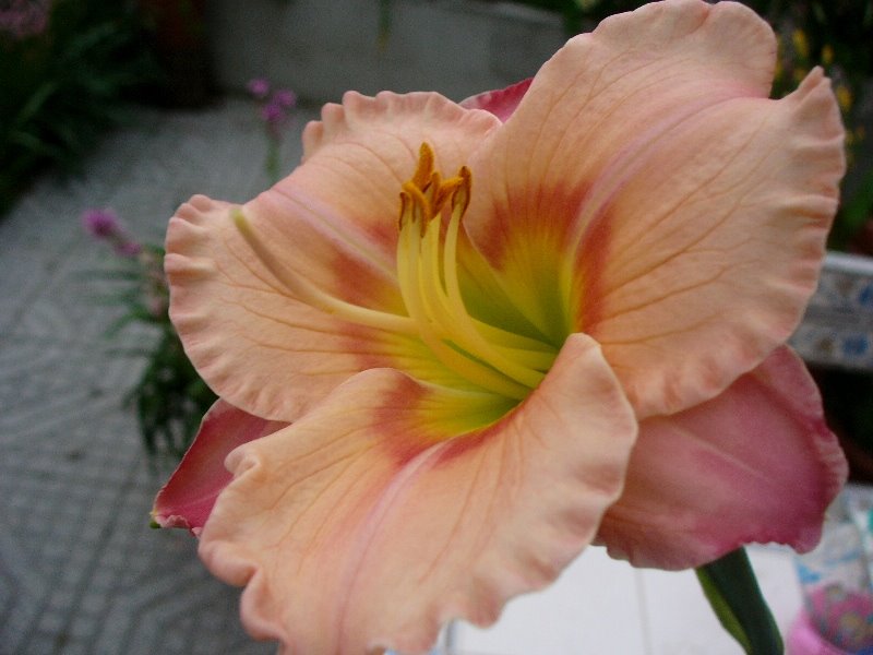 [hemerocallis.JPG]