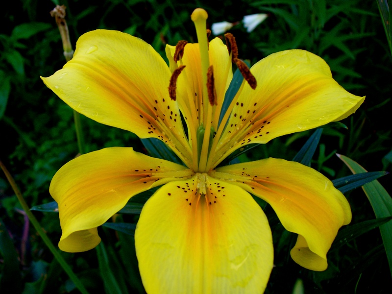 [lilium+2mai07.JPG]