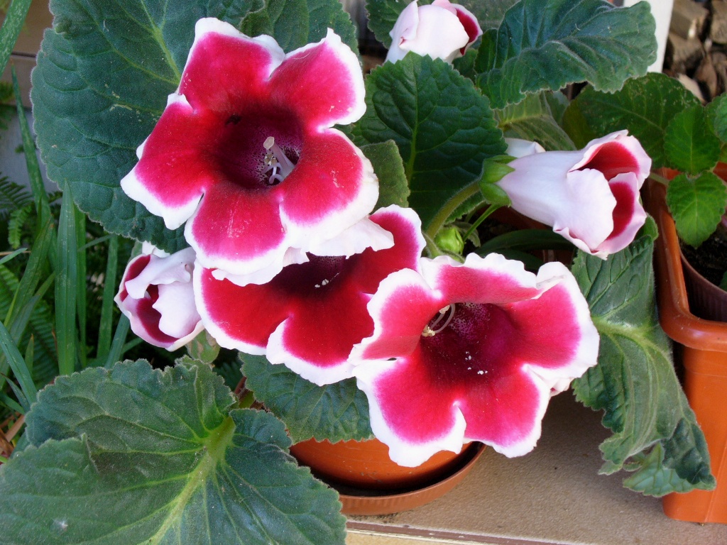 [gloxinia+24jul.JPG]
