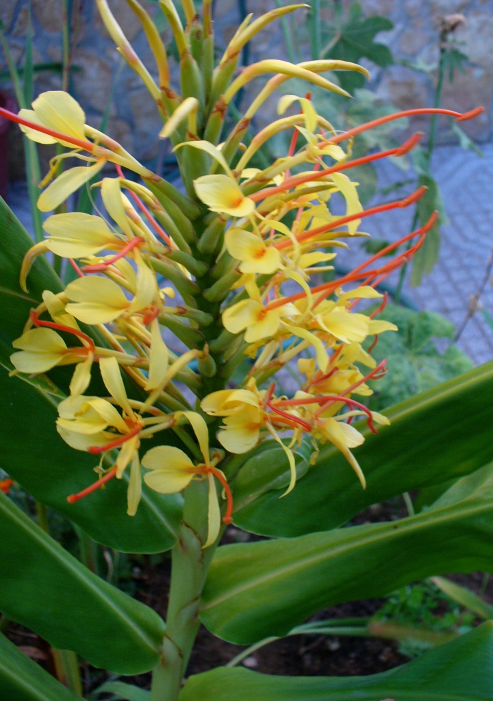 [hedichium1+18ago07.JPG]