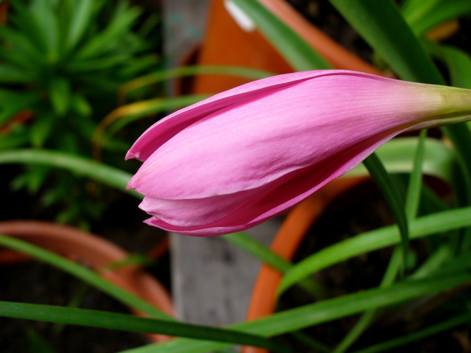 [zephyranthes1.JPG]