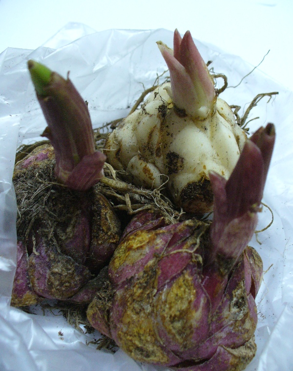 [lillium1++6nov07.JPG]