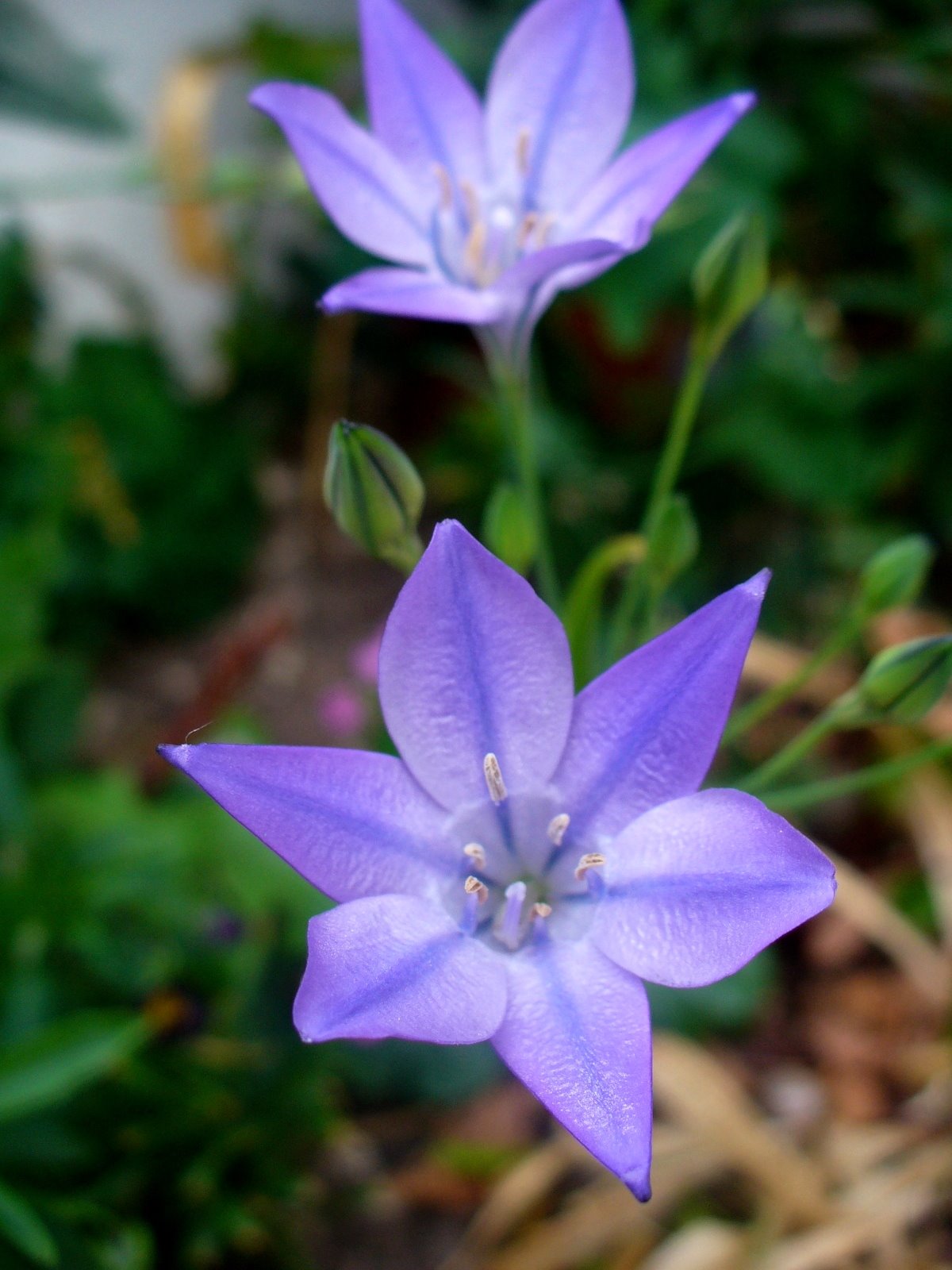 [triteleia.JPG]