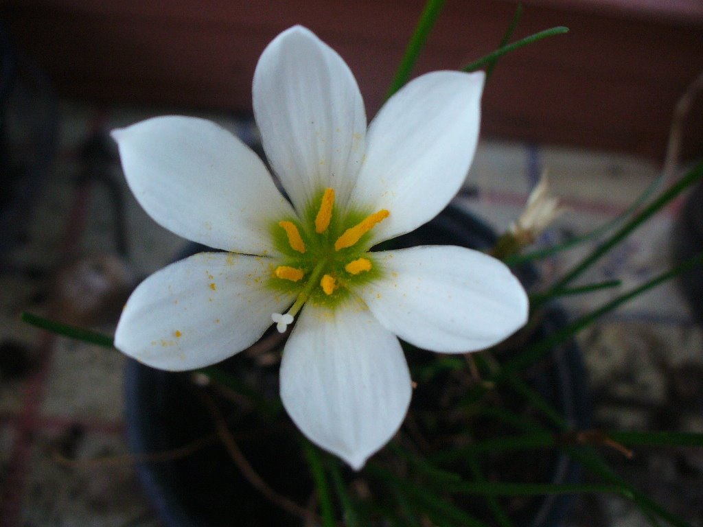 [zephyranthes+candida.JPG]