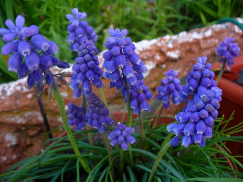 [muscari+21fev09.JPG]