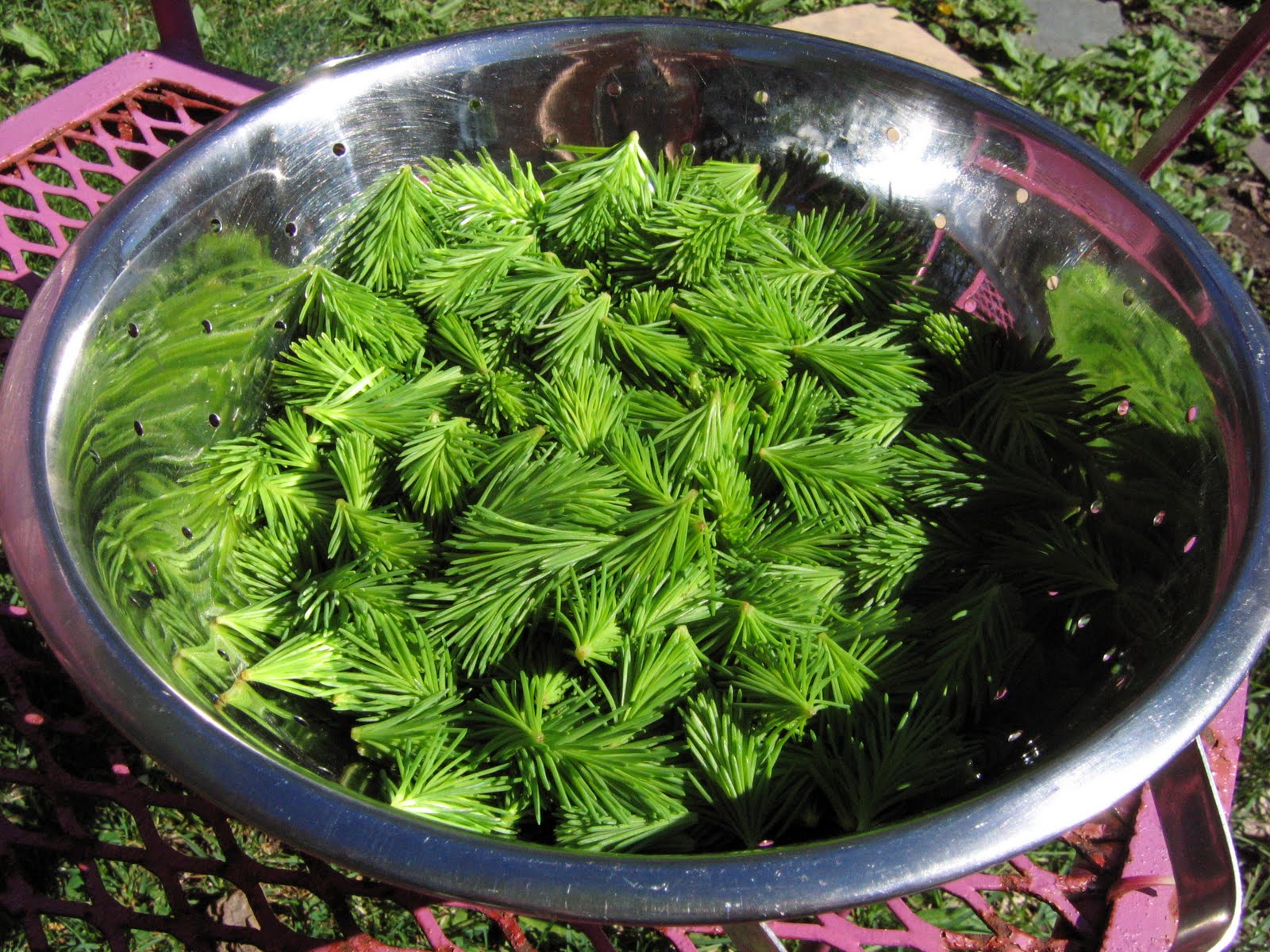 Gardening in Syracuse Spruce Tips