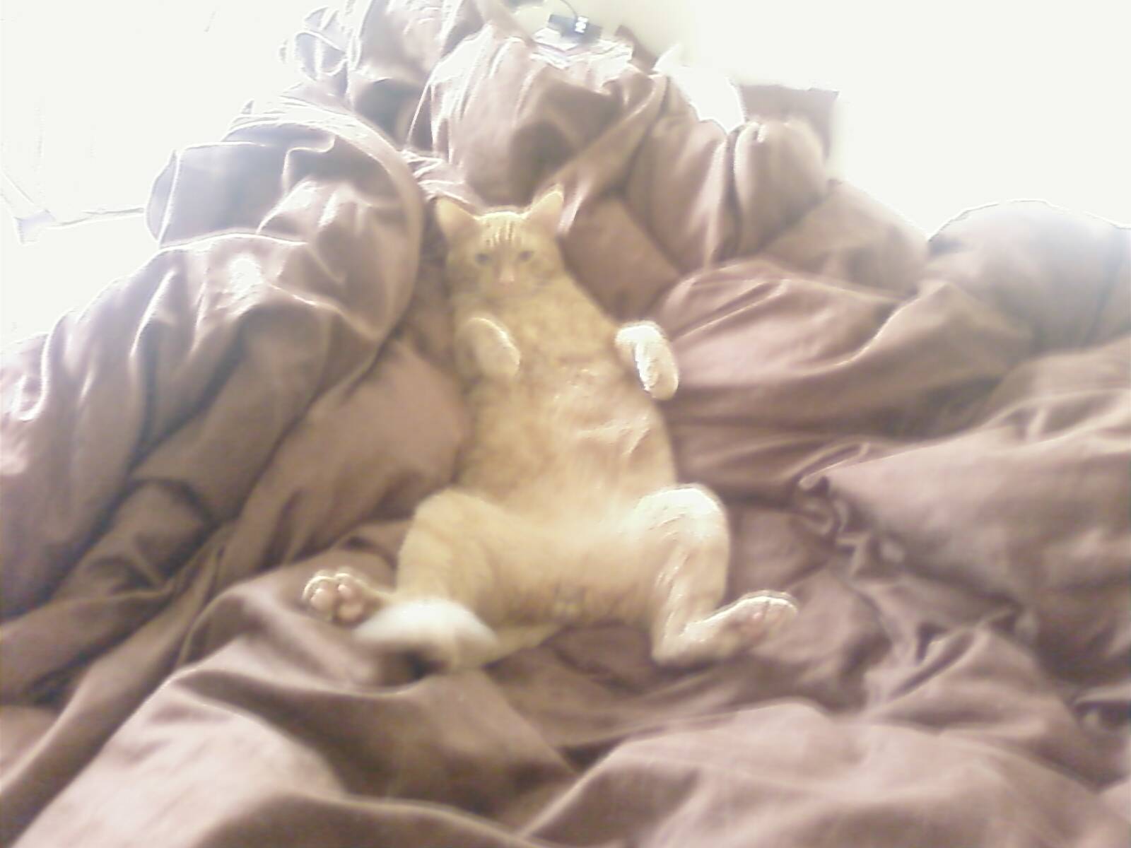 [PIC-0108-729335.jpg]