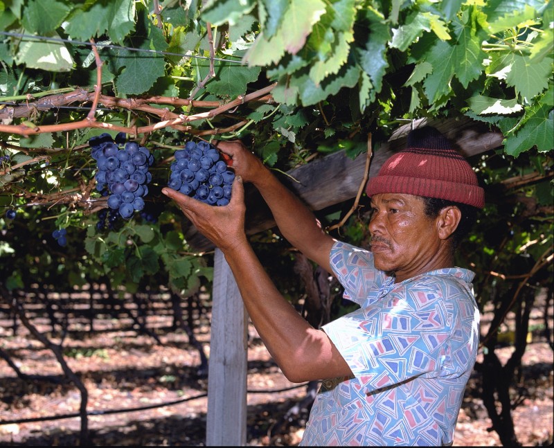 [Picking_grapes.jpg]