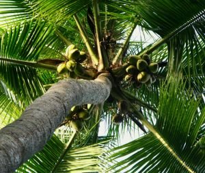 [1159145_coconut_tree.jpg]