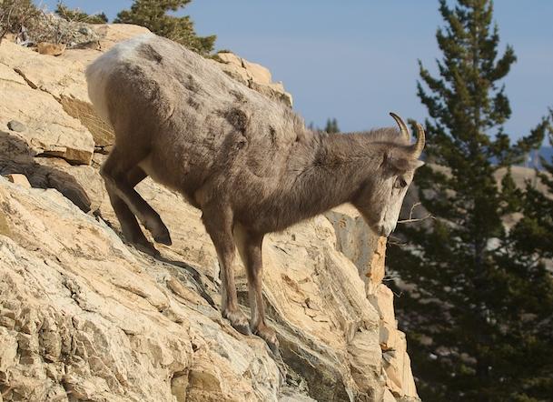 [sheep-on-edge-of-cliff.jpg]