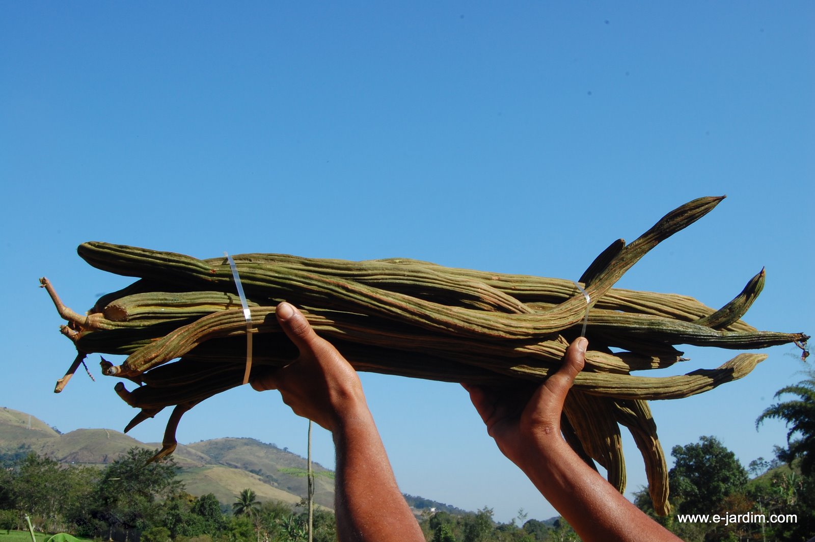 [Inga+edulis+(1).JPG]