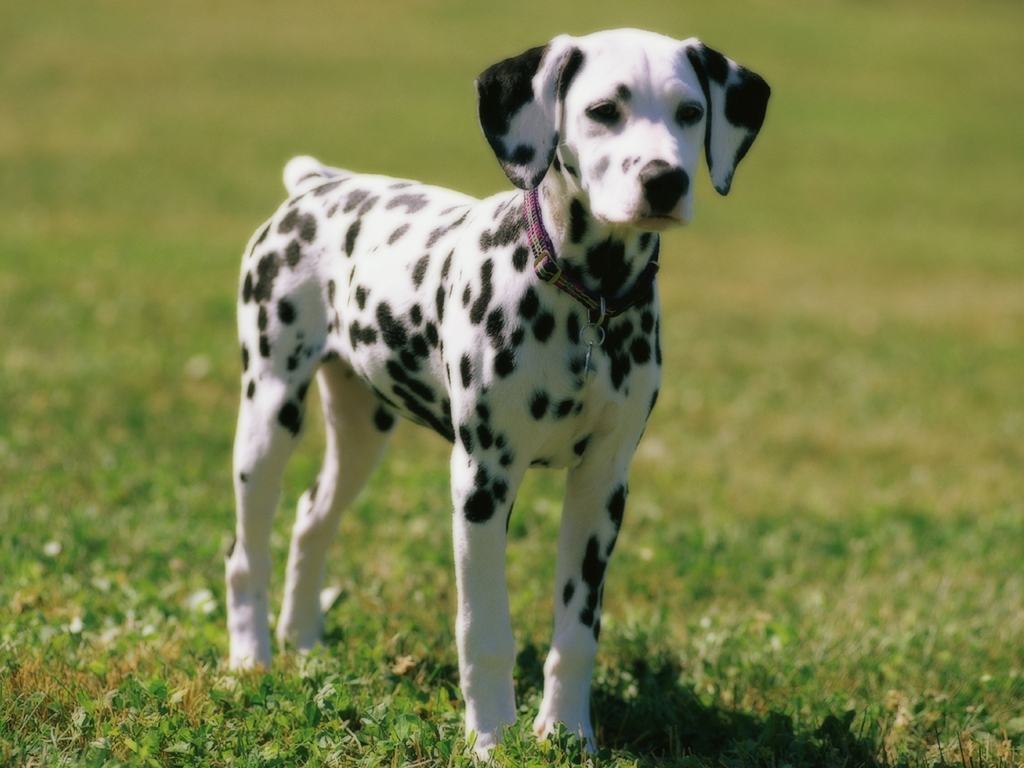 A Dalmatian Dog Photo Wallpapers Backgrounds Dogs Wallpapers Backgrounds