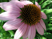 Echinacea