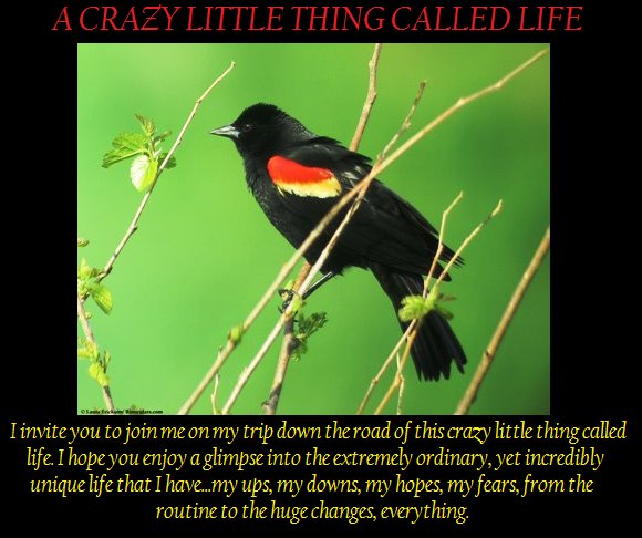 A Crazy Little Thing Called Life
