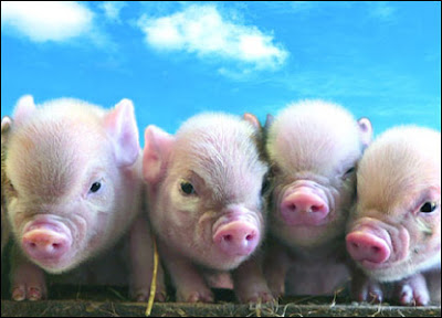 Clean Animals