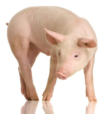 Personajes de caricaturas viejitas en la actualidad My Crazy Fat Piggy Site: Pig pig pig and more pigssss