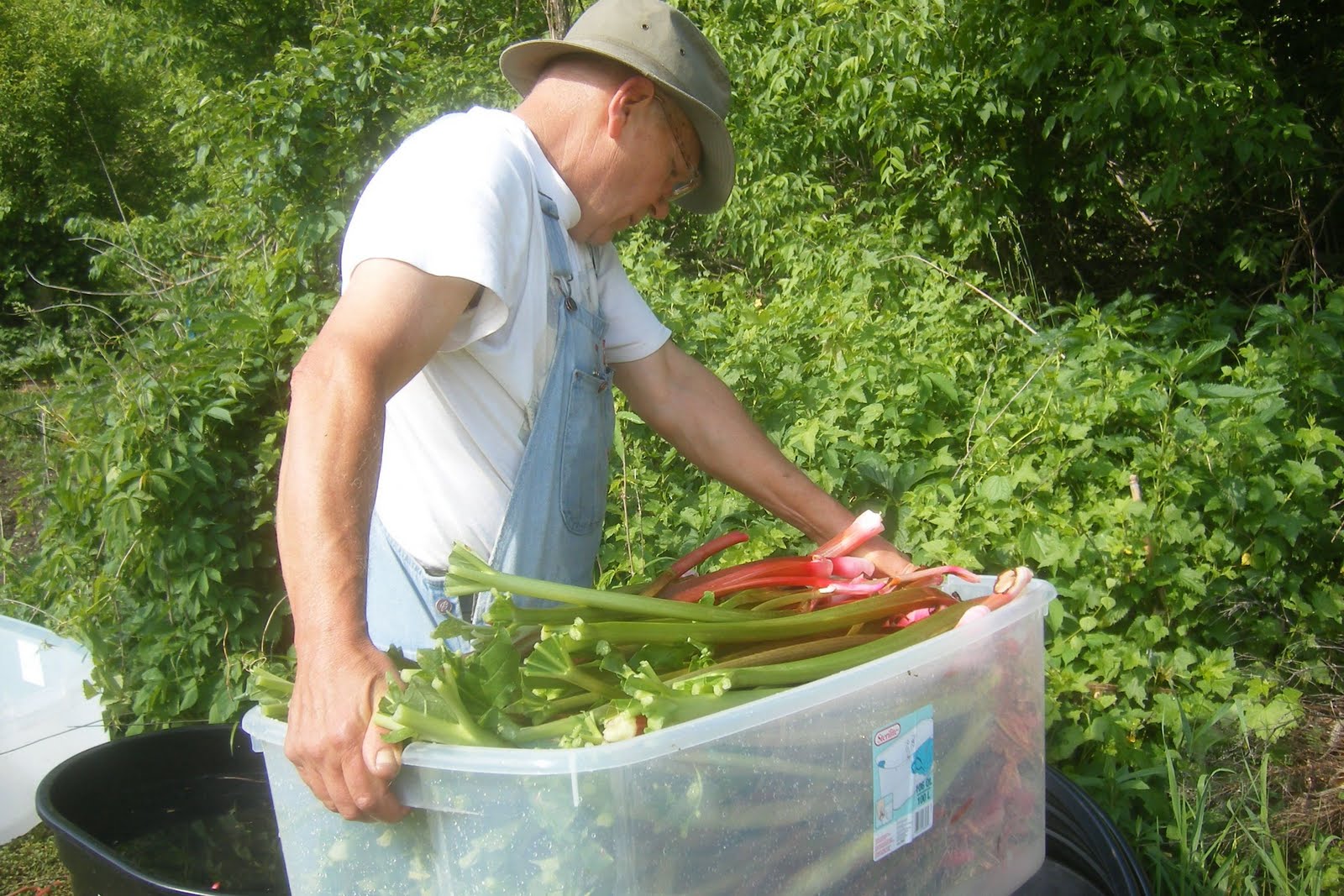 cook out of the box Tried and True Rhubarb Sauce